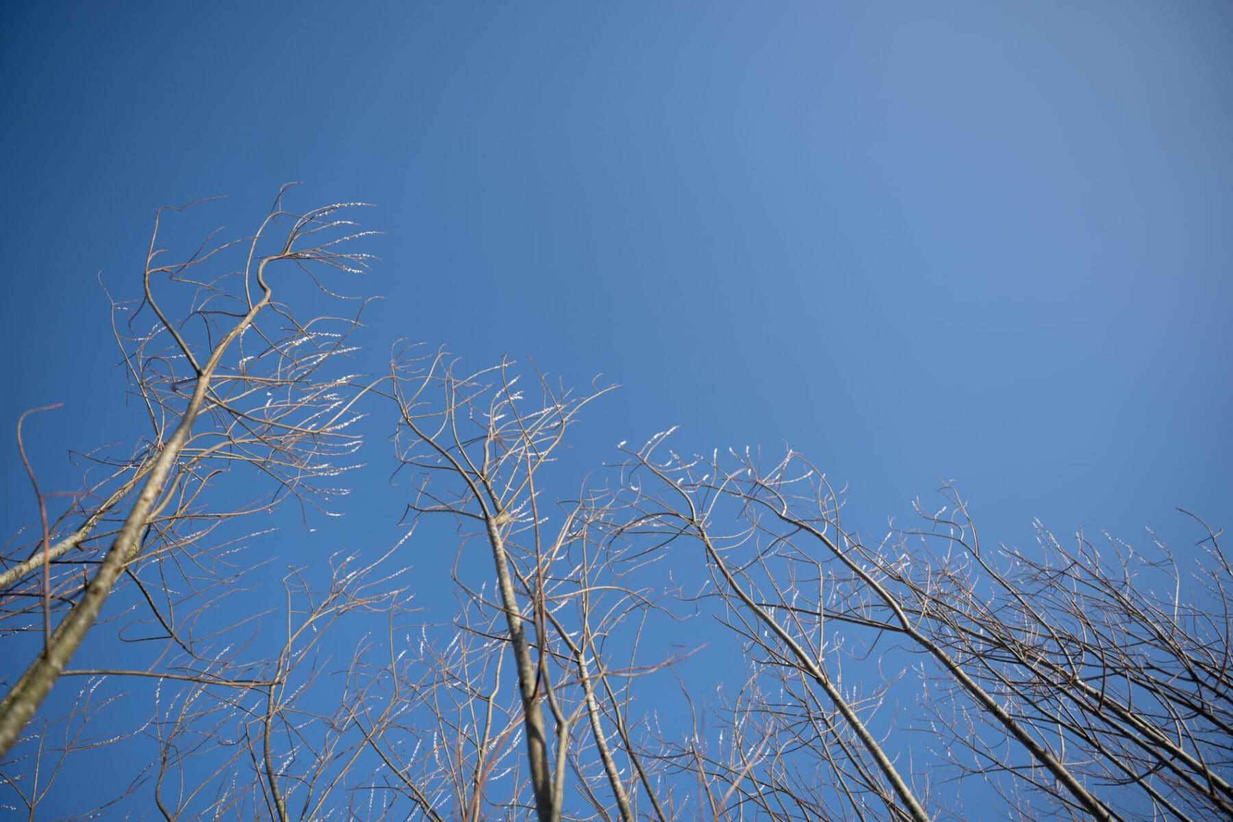 Skyline with willow growing
